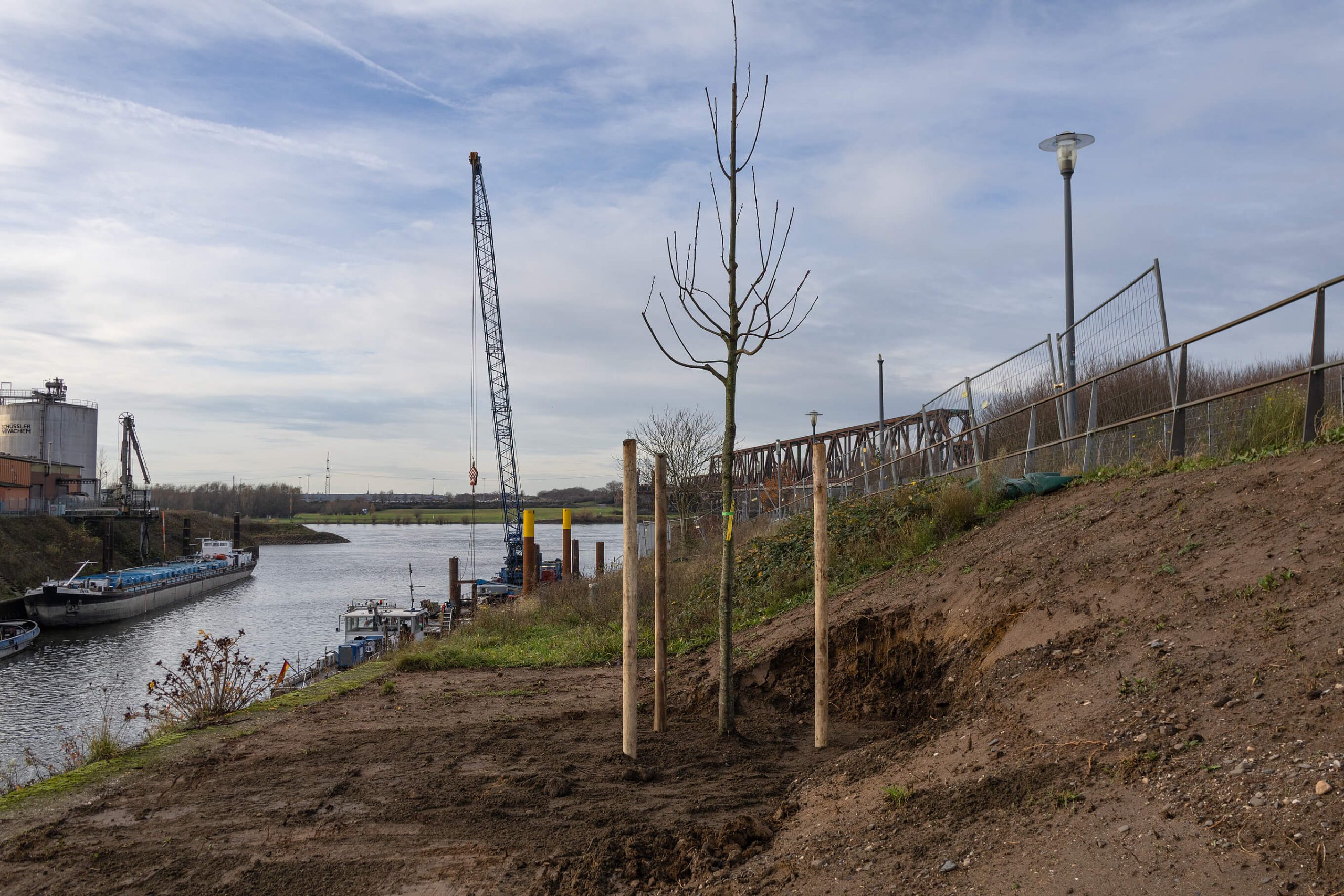 Frisch gepflanzter Baum mit Holzstützen an der Böschung am Kultushafen, im Hintergrund Frachtschiffe und ein Kran.