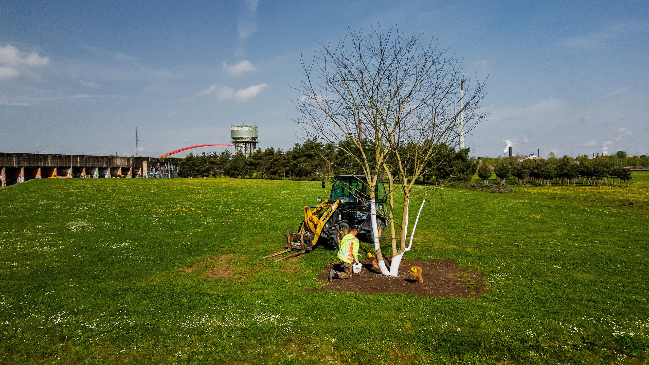 Beschäftigter pflanzt einen jungen Baum mit weiß gestrichenem Stamm auf einer Wiese im RheinPark, dahinter Radlader, Wasserturm und rote Bogenbrücke.