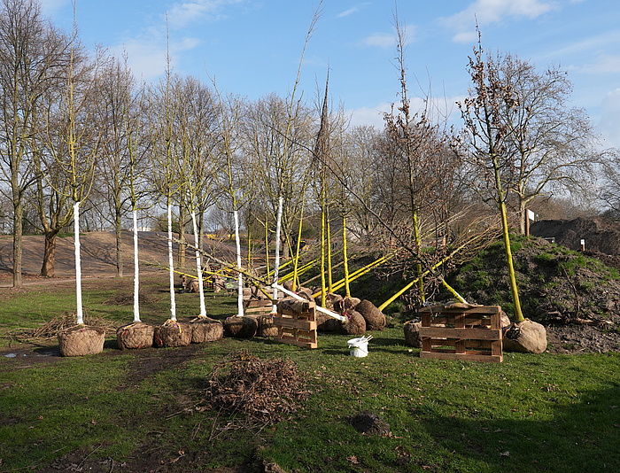 88 neue Bäume im RheinPark und im Grünen Ring