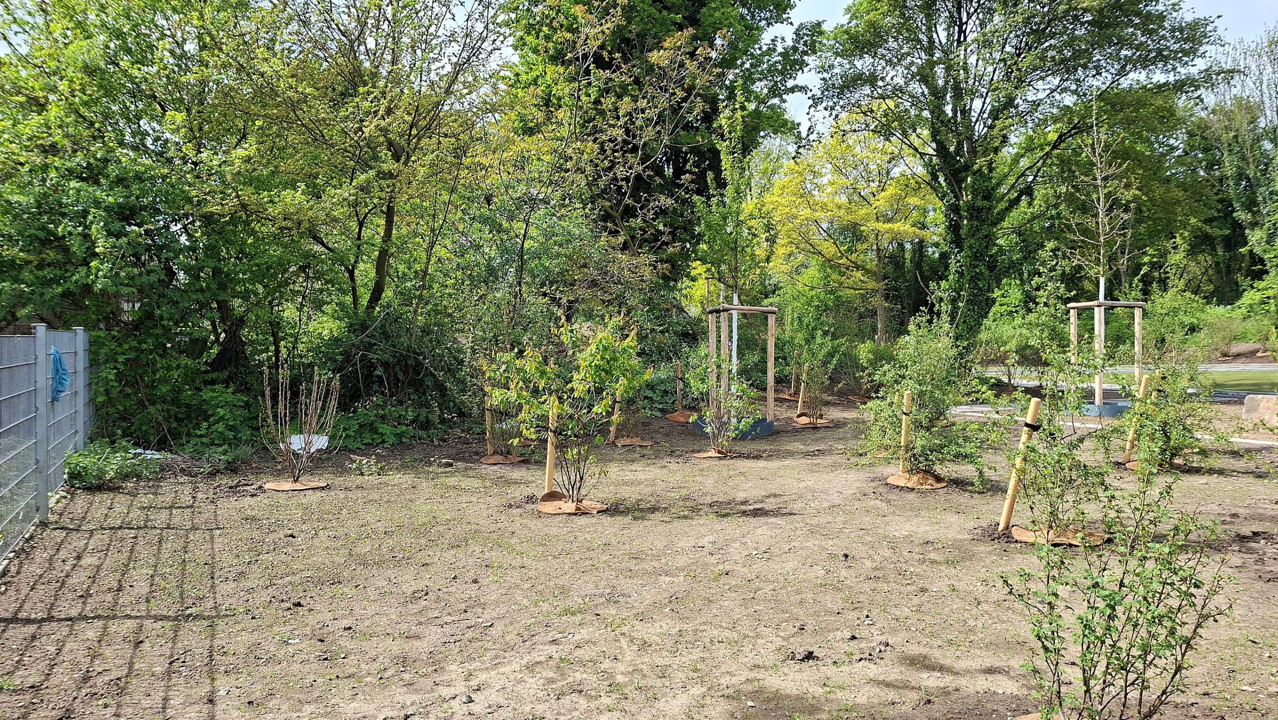 Frisch gepflanzte Sträucher und junge Bäume mit Stützpfählen und Kokosmatten auf einer Erdfläche am Grünen Ring.